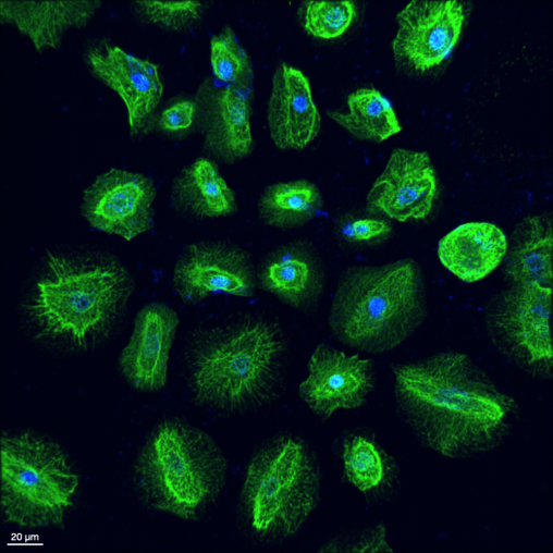 An Image of Epidermal Stem Cells under Fluorescence Microscopy